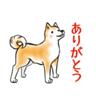 茶犬たち3（個別スタンプ：9）