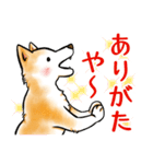 茶犬たち3（個別スタンプ：12）