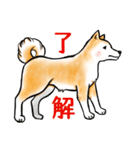 茶犬たち3（個別スタンプ：13）