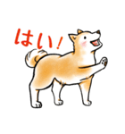 茶犬たち3（個別スタンプ：15）