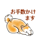 茶犬たち3（個別スタンプ：20）