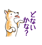 茶犬たち3（個別スタンプ：24）