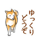 茶犬たち3（個別スタンプ：33）