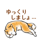 茶犬たち3（個別スタンプ：34）