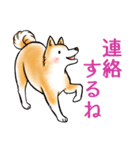 茶犬たち3（個別スタンプ：38）