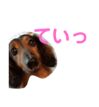 幸之助さん3（個別スタンプ：7）