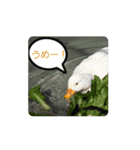 とりだこりやスタンプ（個別スタンプ：3）