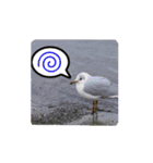 とりだこりやスタンプ（個別スタンプ：4）