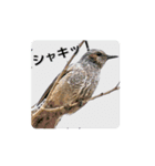 とりだこりやスタンプ（個別スタンプ：6）
