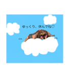 今日の❤️ワンコ〜7〜（個別スタンプ：4）