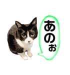 白黒猫(ポンポンしっぽ)の見易い日々の会話（個別スタンプ：14）