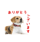 Chikoのスタンプ（個別スタンプ：3）