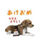 Chikoのスタンプ（個別スタンプ：12）