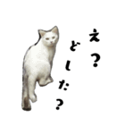 色々な表情の白ねこ 普段使いの言葉（個別スタンプ：1）
