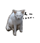 色々な表情の白ねこ 普段使いの言葉（個別スタンプ：2）