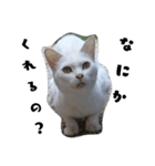 色々な表情の白ねこ 普段使いの言葉（個別スタンプ：3）