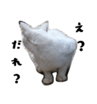 色々な表情の白ねこ 普段使いの言葉（個別スタンプ：5）