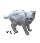 色々な表情の白ねこ 普段使いの言葉（個別スタンプ：6）