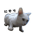 色々な表情の白ねこ 普段使いの言葉（個別スタンプ：7）