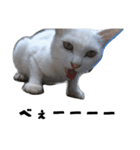 色々な表情の白ねこ 普段使いの言葉（個別スタンプ：8）