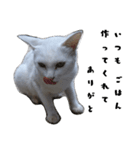 色々な表情の白ねこ 普段使いの言葉（個別スタンプ：9）