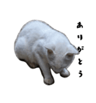 色々な表情の白ねこ 普段使いの言葉（個別スタンプ：10）