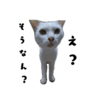 色々な表情の白ねこ 普段使いの言葉（個別スタンプ：11）