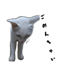 色々な表情の白ねこ 普段使いの言葉（個別スタンプ：12）