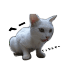 色々な表情の白ねこ 普段使いの言葉（個別スタンプ：13）