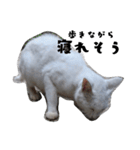 色々な表情の白ねこ 普段使いの言葉（個別スタンプ：14）
