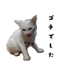 色々な表情の白ねこ 普段使いの言葉（個別スタンプ：15）