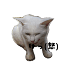 色々な表情の白ねこ 普段使いの言葉（個別スタンプ：16）