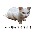 色々な表情の白ねこ 普段使いの言葉（個別スタンプ：17）