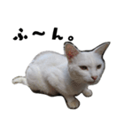色々な表情の白ねこ 普段使いの言葉（個別スタンプ：18）