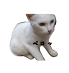 色々な表情の白ねこ 普段使いの言葉（個別スタンプ：19）