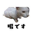 色々な表情の白ねこ 普段使いの言葉（個別スタンプ：20）