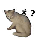 色々な表情の白ねこ 普段使いの言葉（個別スタンプ：21）