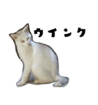色々な表情の白ねこ 普段使いの言葉（個別スタンプ：22）