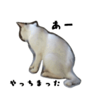 色々な表情の白ねこ 普段使いの言葉（個別スタンプ：23）
