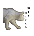 色々な表情の白ねこ 普段使いの言葉（個別スタンプ：24）