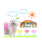 マルプー❤ティアラのスタンプ（個別スタンプ：1）
