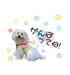 マルプー❤ティアラのスタンプ（個別スタンプ：3）
