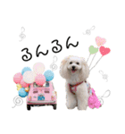 マルプー❤ティアラのスタンプ（個別スタンプ：5）