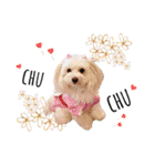 マルプー❤ティアラのスタンプ（個別スタンプ：7）