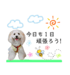 マルプー❤ティアラのスタンプ（個別スタンプ：11）