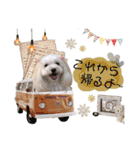 マルプー❤ティアラのスタンプ（個別スタンプ：13）