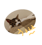 はまち vol.4（個別スタンプ：7）