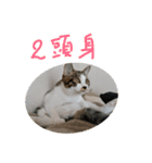 はまち vol.4（個別スタンプ：8）