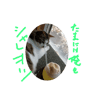 はまち vol.4（個別スタンプ：10）