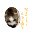 はまち vol.4（個別スタンプ：12）